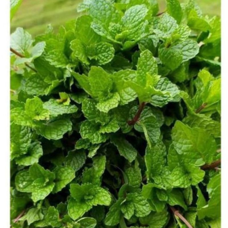 

Daun mint peppermint keresmen segar 250gr