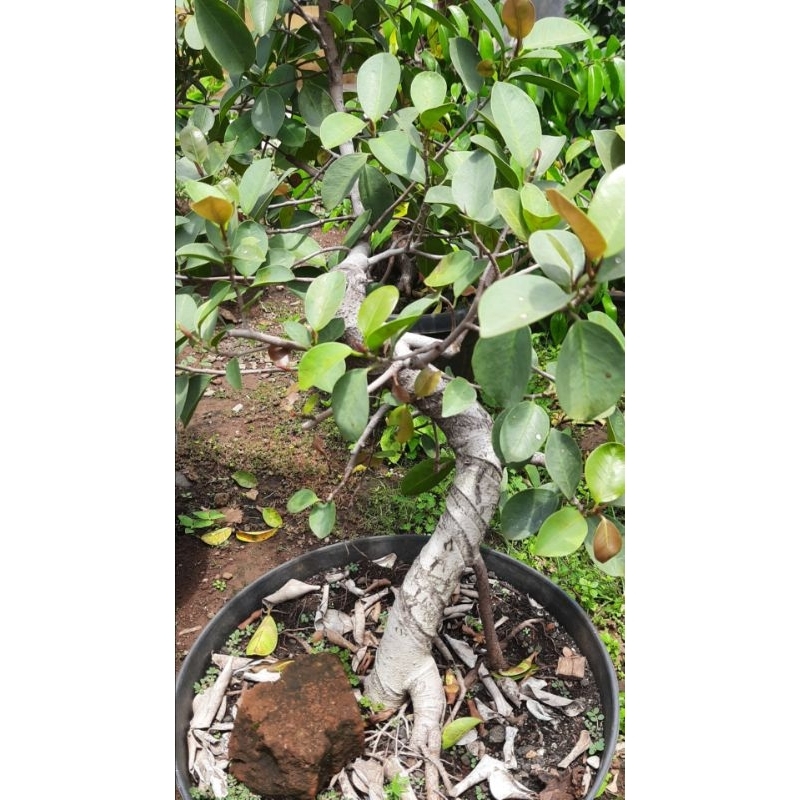 Beringin iprik silver pucuk merah