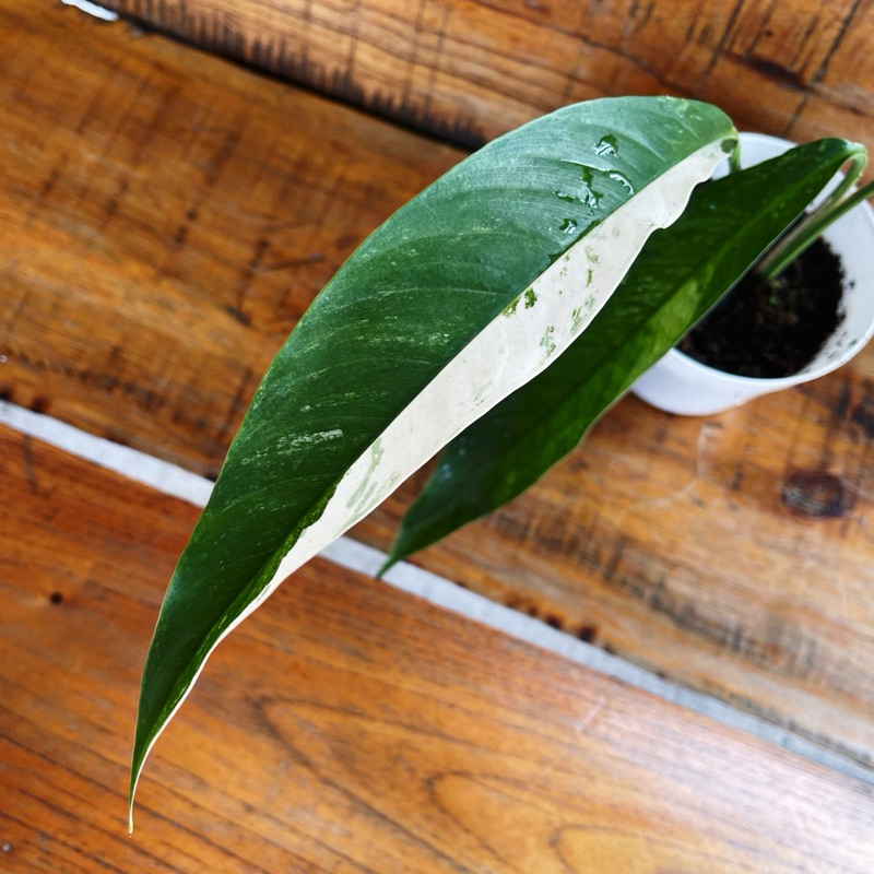 Rhaphidophora Megasperma Variegata White Mega Sperma Varigata Putih