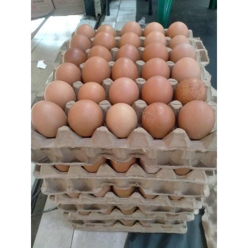 

Telur Ayam Fresh ukuran sedang