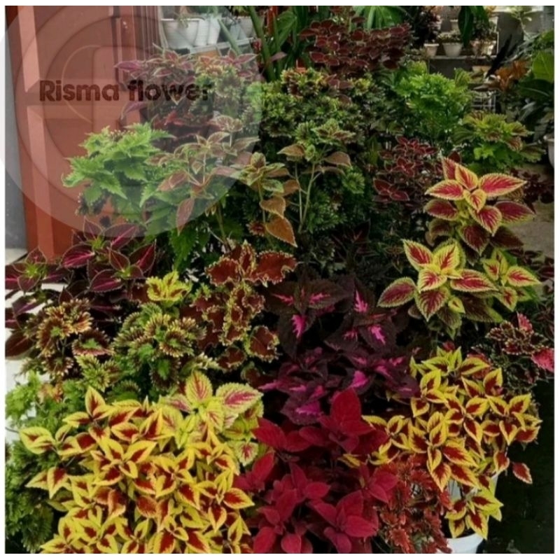 Paket 10 miana cantik sudah berakar / miana hias sudah berakar