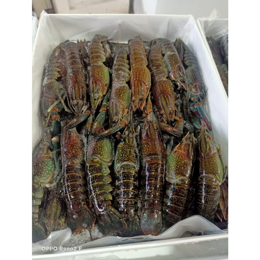 

Udang Lobster