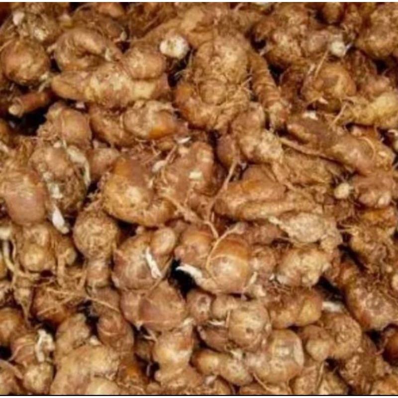 

KENCUR FRESH 500 GRAM / CIKUR