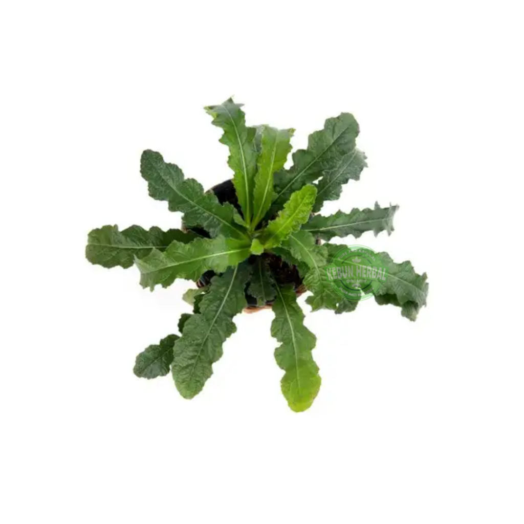 

Daun Tapak Liman Segar 500 Gram Full Dengan Akar Bisa Di tanam Kembali