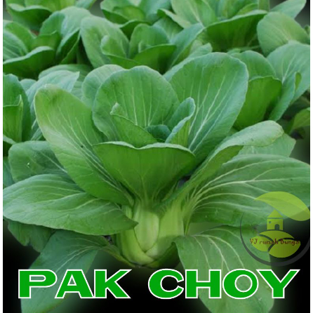 Benih Sayuran  Pakcoy Unggul Ratusan Benih Sayur Benih Bibit Sayuran