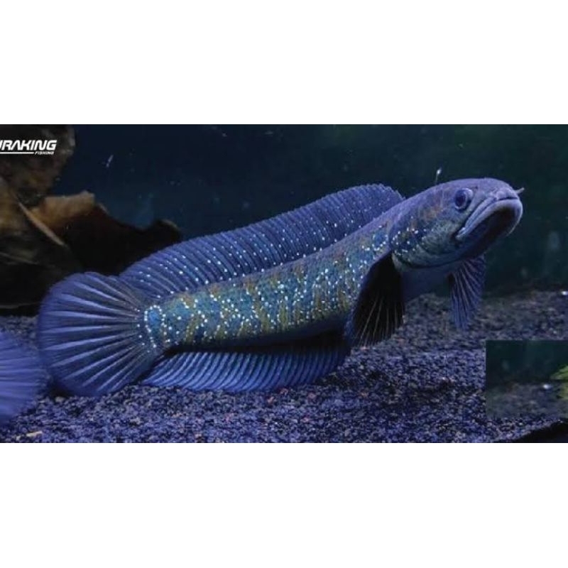

chana asiatica 7-8 cm