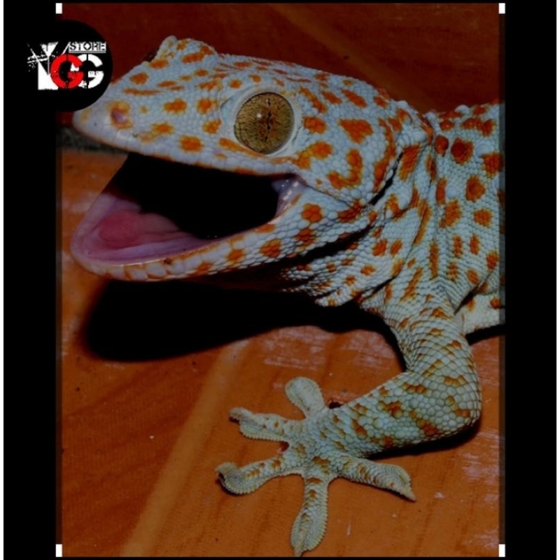 TOKEK RUMAH / GECKO RUMAH / GEKKO / PAKAN / CEK DESKRIPSI