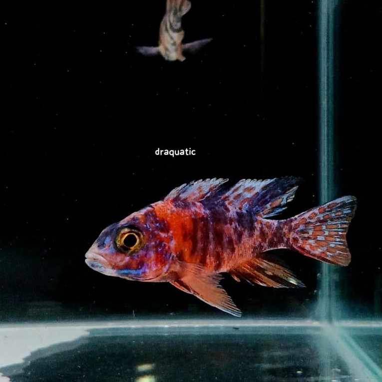 Ob peacock yellow african cichlid ikan hias