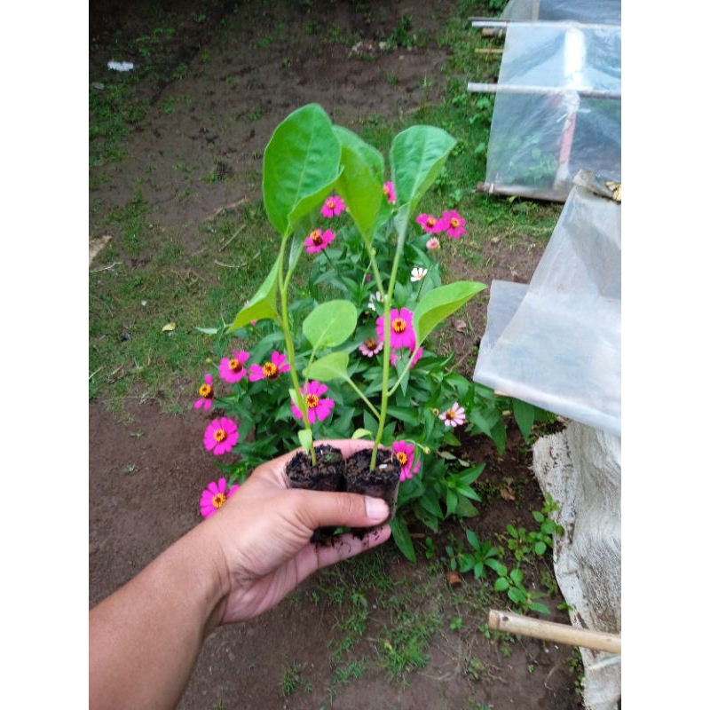 (10POHON) BIBIT TERONG UNGU PANJANG - BIBIT TERONG UNGU SIAP TANAM - BIBIT TERONG UNGU PANJANG SIAP 