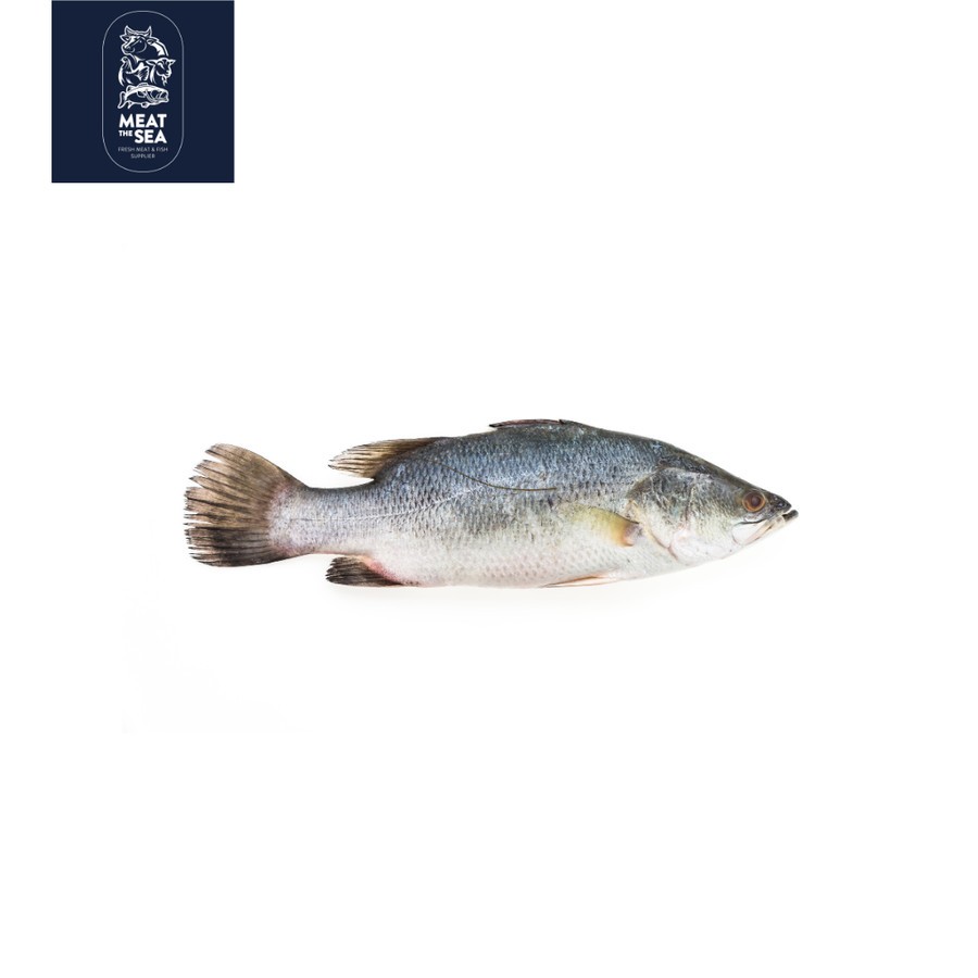

Ikan Kakap Putih ● Fresh - DIBERSIHKAN
