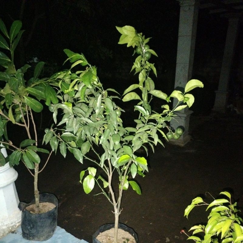 jeruk keprok kondisi berbuah rimbun