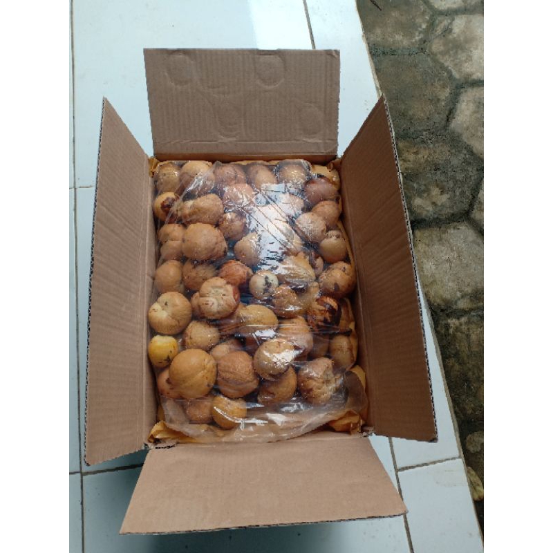 Paket 100 biji alpukat siap semai