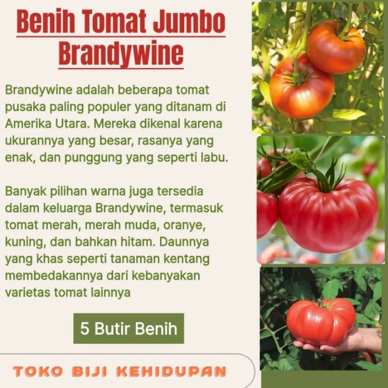 5 BIJI BENIH TOMAT JUMBO BRANDYWINE
