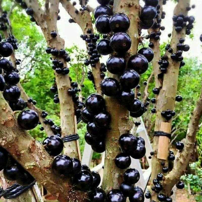 bibit anggur brazil hasil cangkok sudah siap bawa bunga buah