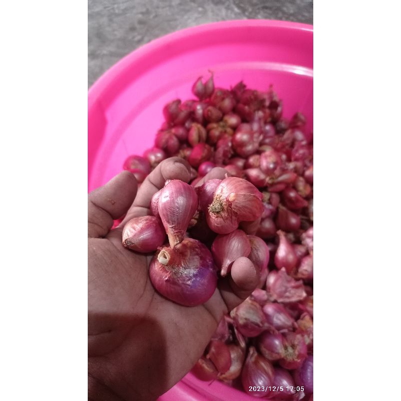 

bawang merah nganjuk