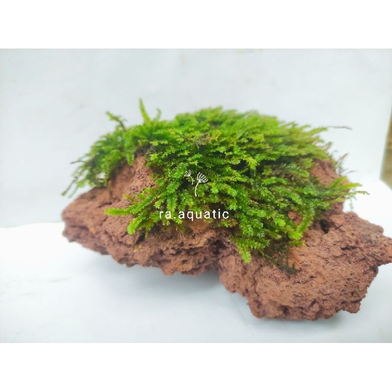 Batu moss paludarium terarium aquascape