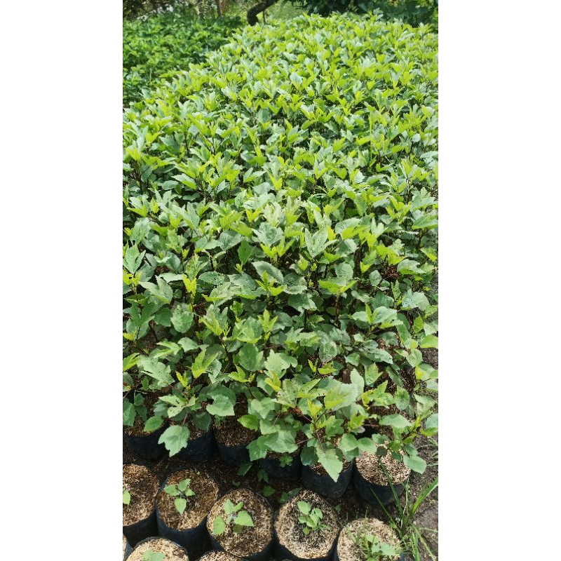 Bibit Bunga Rosella Ungu Yang Kaya Manfaat Nya