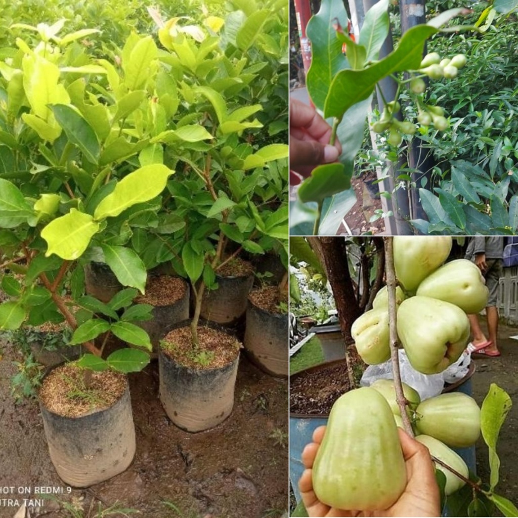 Tanaman Buah Jambu Air Madu Deli Jumbo (Sudah Berbuah/Berbunga)