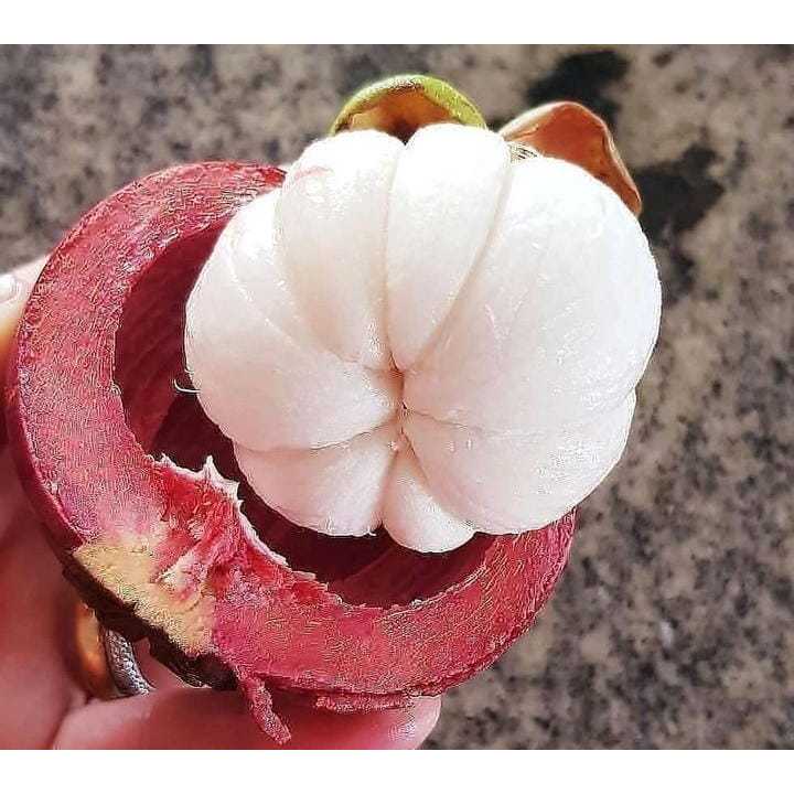 

ready buah manggis segar banyak manfaat