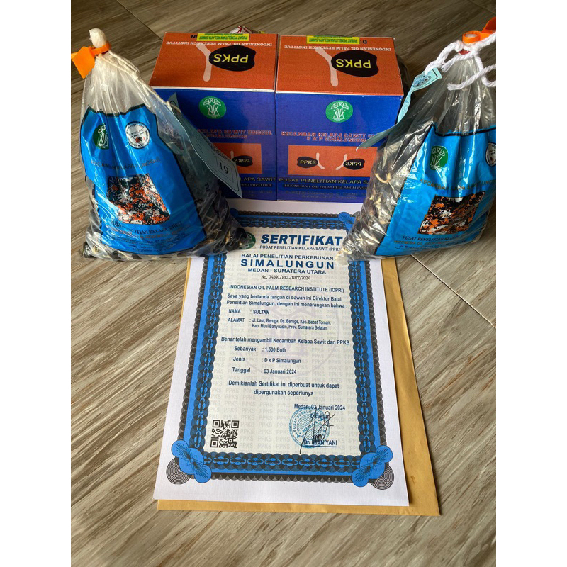 BIBIT SAWIT SIMALUNGUN 250 BUTIR KUALITAS UNGGUL