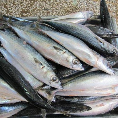 

Ikan Layang Segar Ukuran 500 grm / 1 Kg