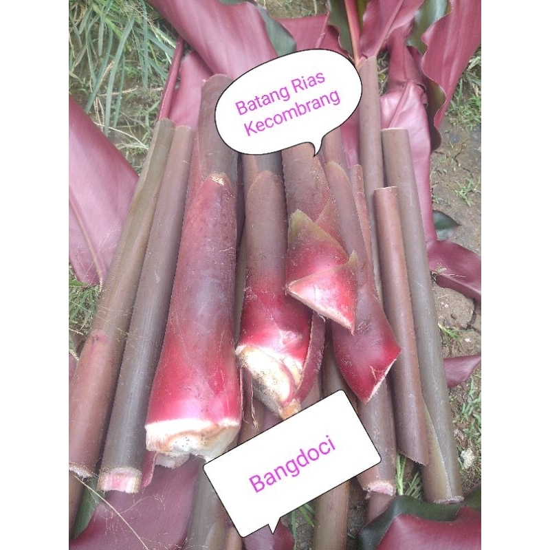 

PROMO-SALE- 500 gram (Setengah kilo) Batang Rias Muda/Batang merah kencong/Batang Muda kecombrang/Batang muda onje