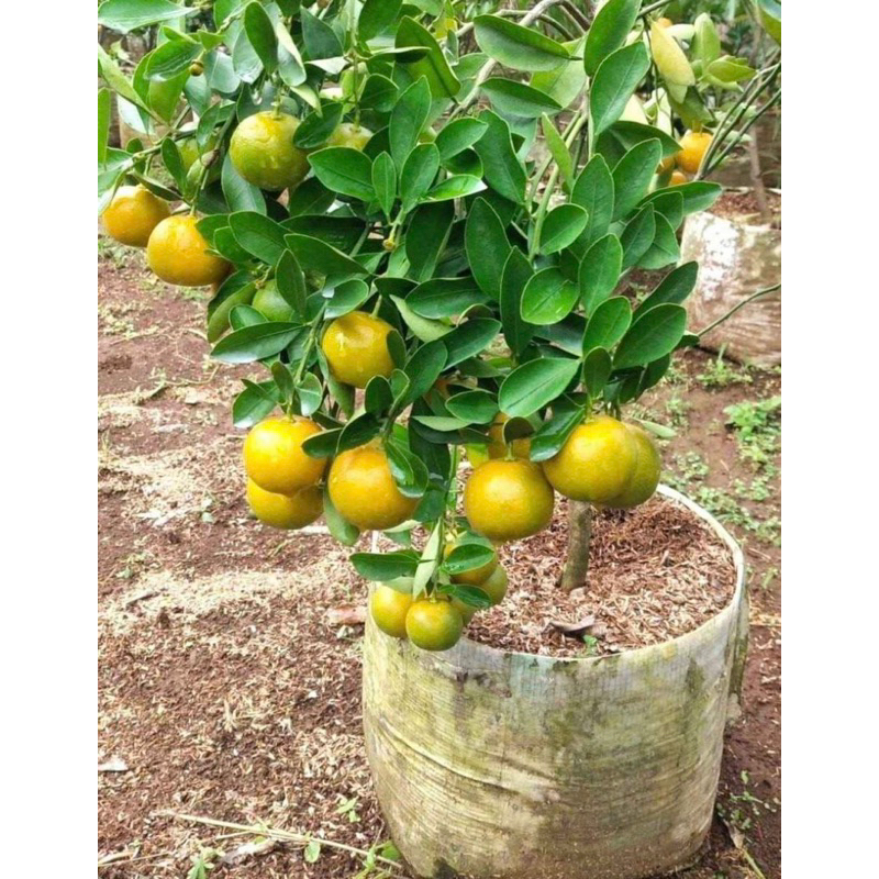 BIBIT JERUK SIAM MADU SUPER SUDAH BERBUAH