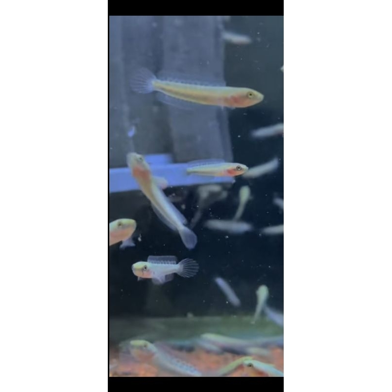 Baby chana andrao -+2cm