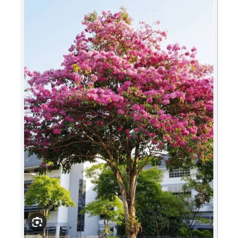 Pohon tabebuya rosea pink tinggi 4/5m sudah termasuk ongkos kirim
