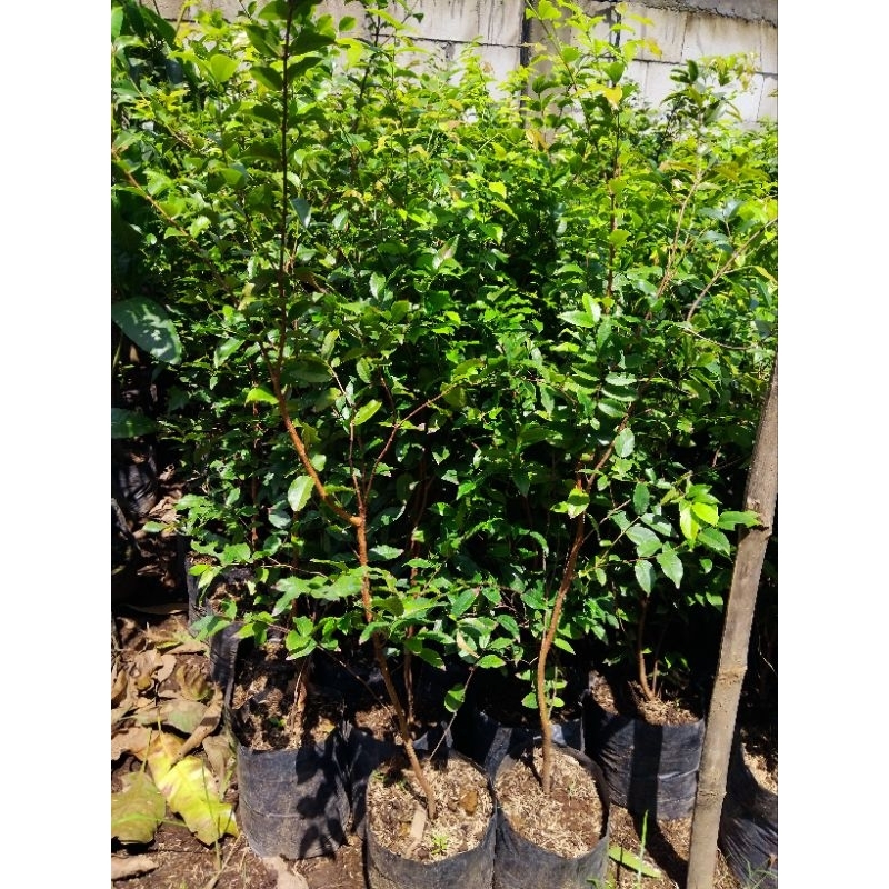 bibit anggur pohon hasil cangkok cepat berbuah