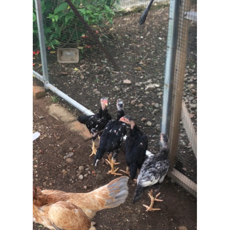 Ayam Bangkok, Pakhoy, Birma