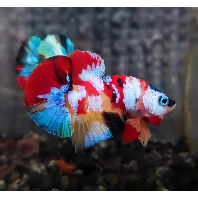 Cupang Multicolour Pair