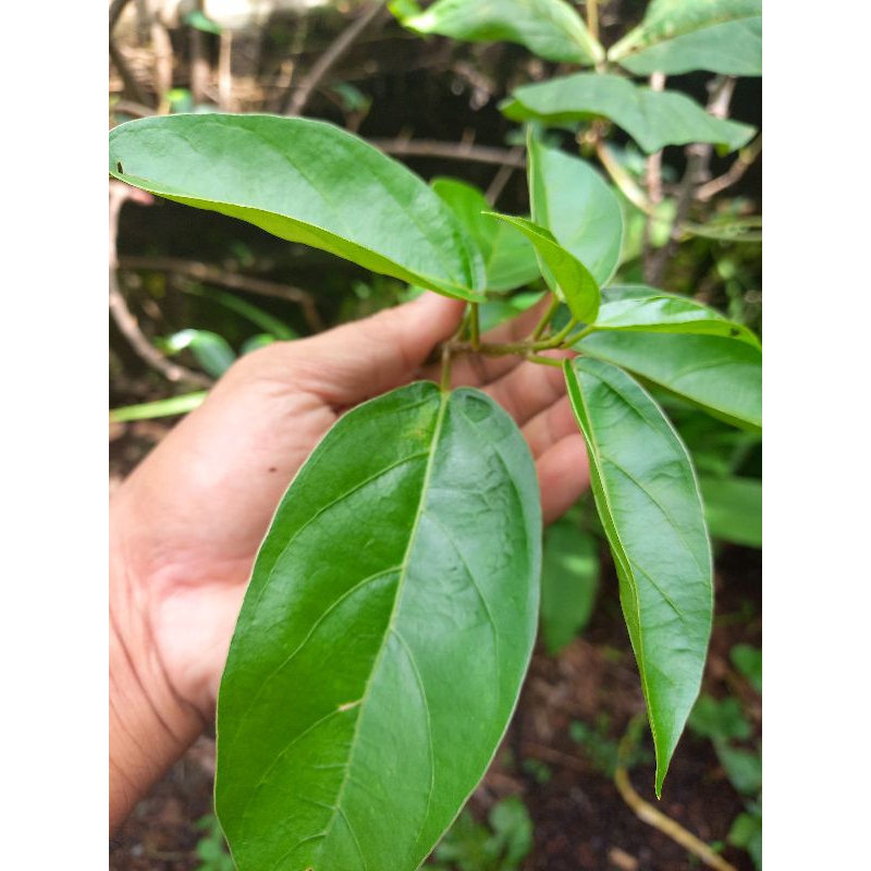 

DAUN CINCAU SEGAR BAHAN CINCAU DIPETIK SAAT ORDERAN MASUK