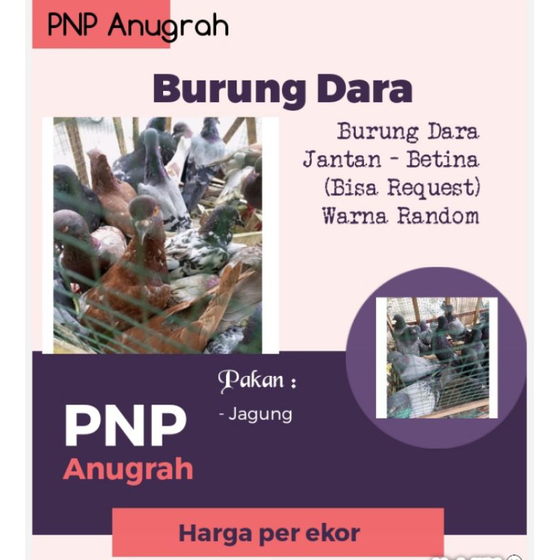 BURUNG DARA - BURUNG MERPATI - DARA HIDUP