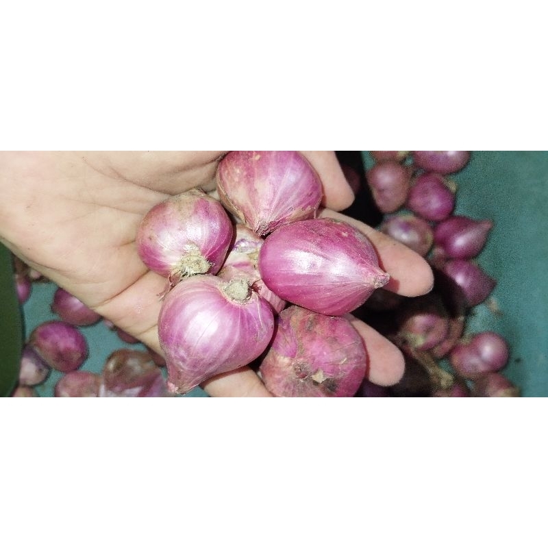 

bawang merah