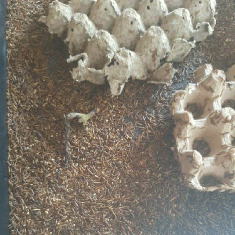 ulat kandang / ulet kandang