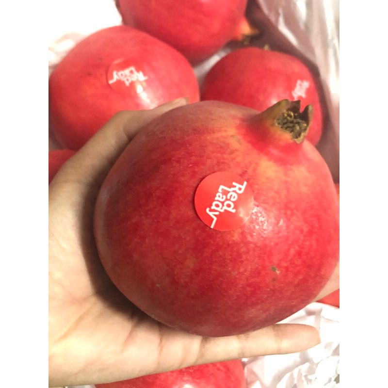 

Delima India Red Lady Size 8 /biji