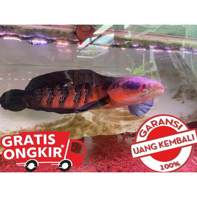 Red Barito 5-6cm Grade A++