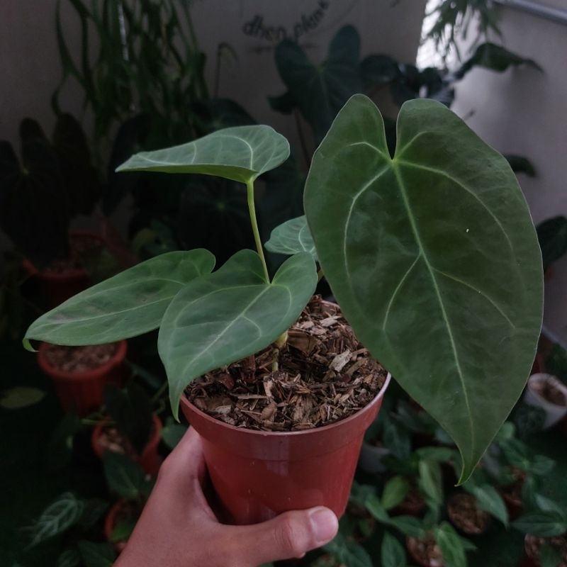 anthurium dark phoenix x crystallinum