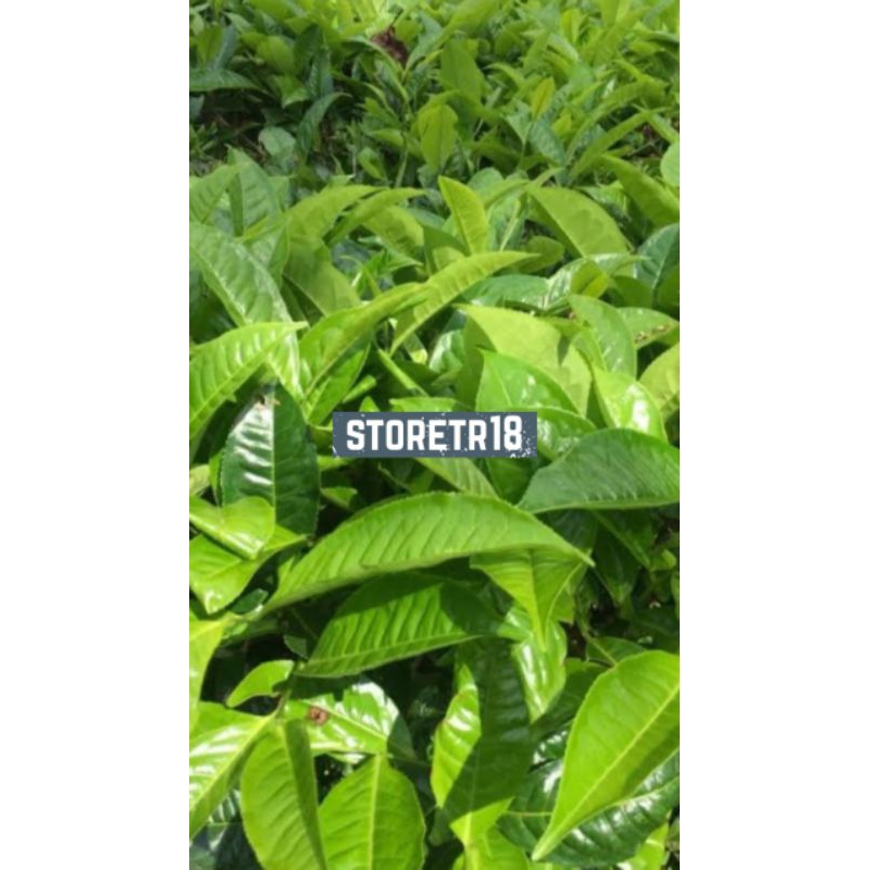 

Daun Teh Hijau Segar Paket 1 Kg Petik Langsung