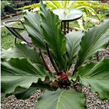 Gelombang Cinta Jumbo