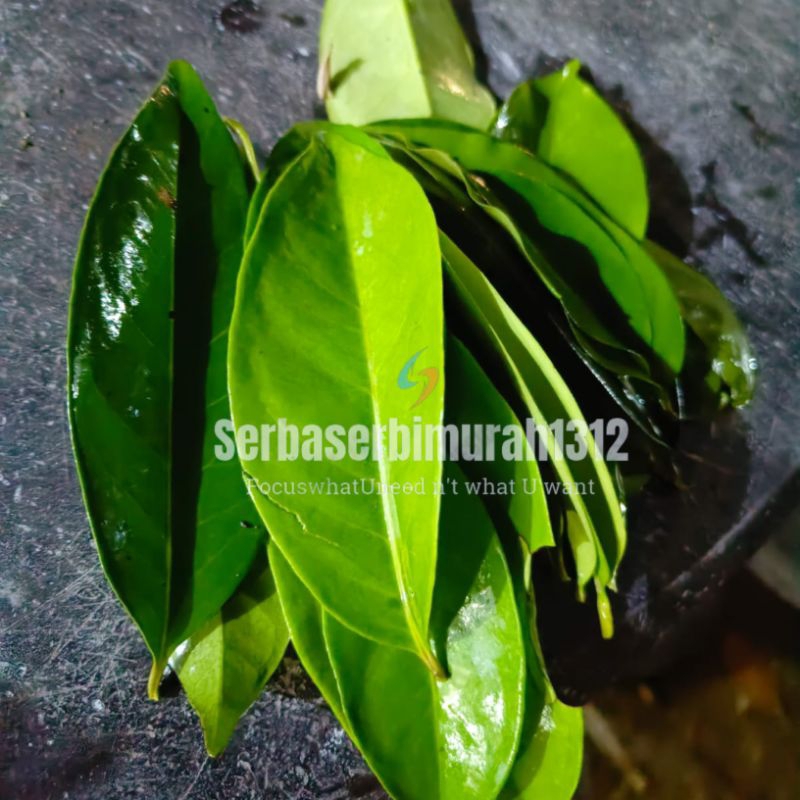 

Daun Salam Fresh petik pohon 250gr