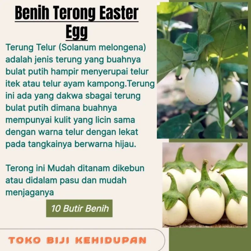 10 BIJI BENIH TERONG EASTER EGG/TERONG TELUR PUTIH