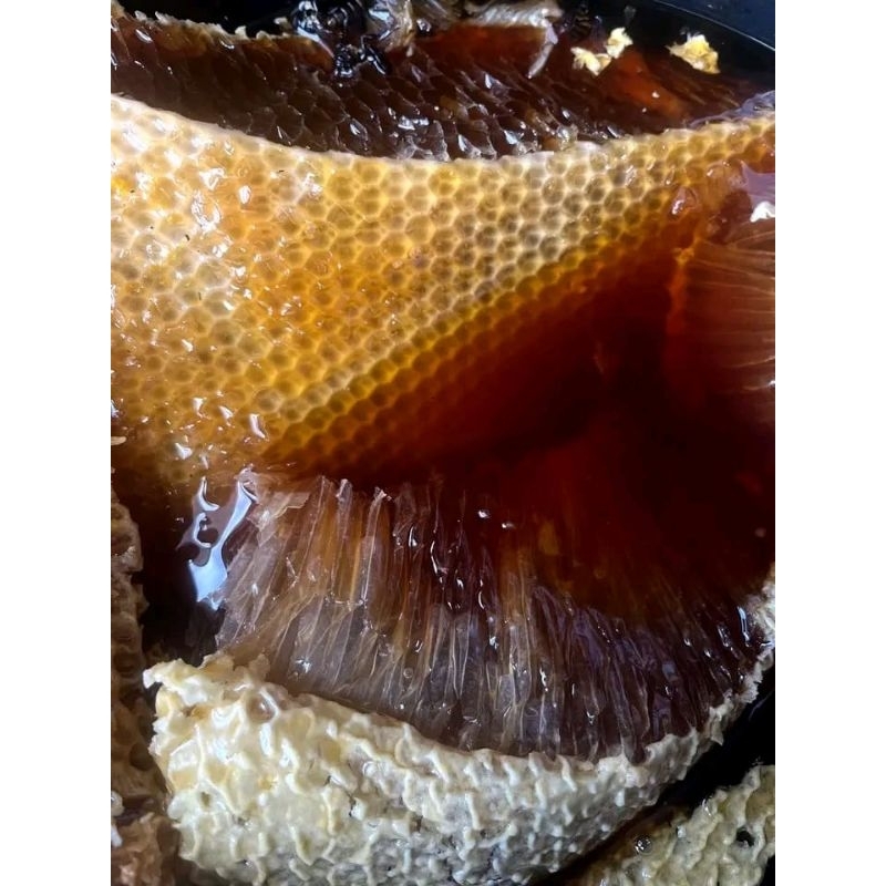 

Madu asli sialang hutan sumatra 500Gram/botol | 1KG/botol