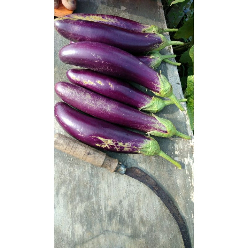 

Terong ungu panjang