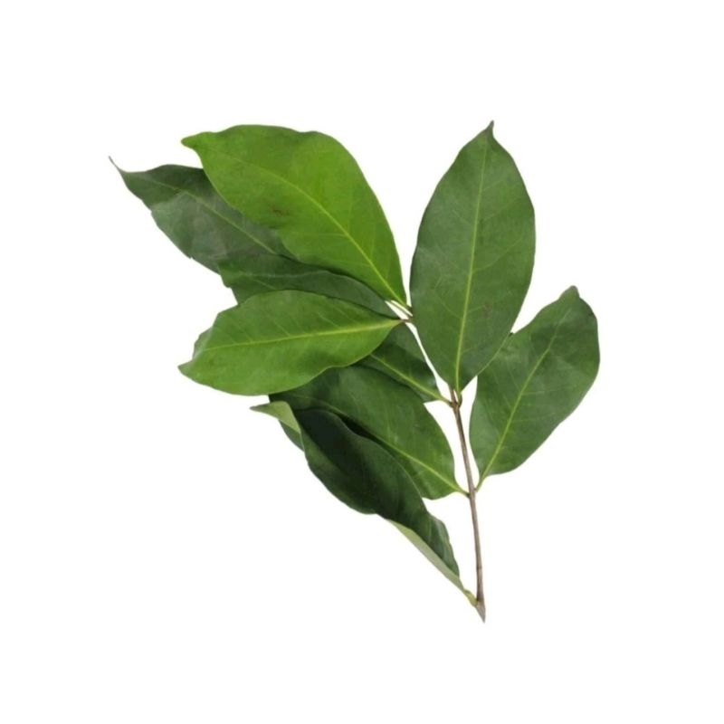 

10 Lembar Daun Salam Segar Daun Salam Hijau Bumbu Dapur Obat Rebusan Termurah