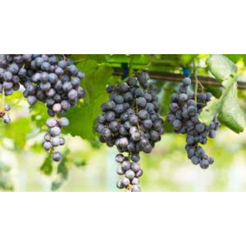 Tanaman Anggur Hitam & Merah Lokal