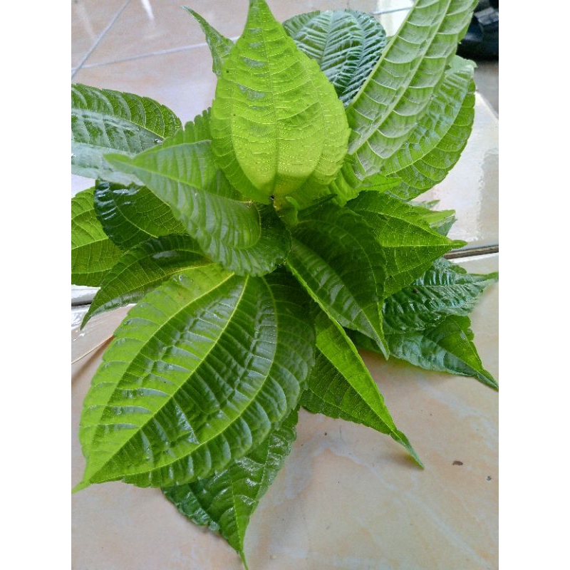 

daun Pohpohan lalapan has Sunda