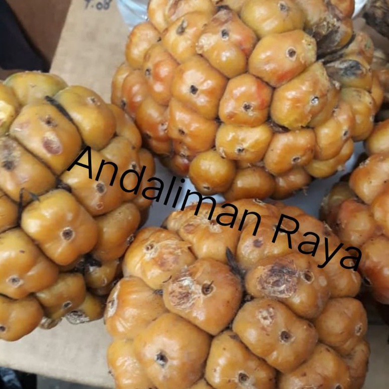 

COD TERMURAH Asam SihalaPatikalaCikala 25 gram