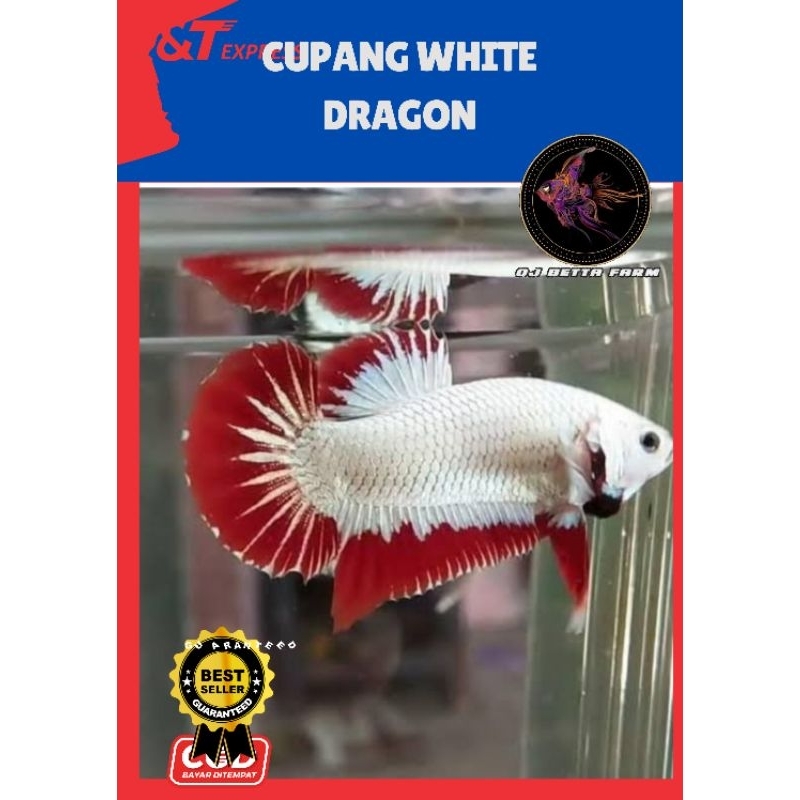 cupang white dragon Muda Aquarium hias
